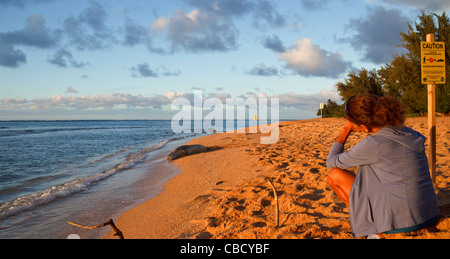 Volontario per le organizzazioni che l aids Hawaiian foche monache sguardi a tenuta in Haena, Kauai, vicino a Spiaggia di gallerie Foto Stock