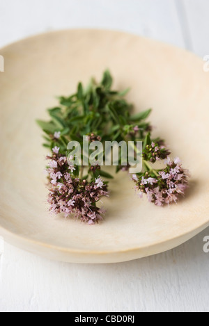 Origano fresco Foto Stock