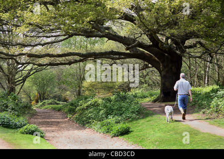 Un uomo cammina il suo cane in boschi su Wimbledon Common, una grande area di parco e boschi in una zona ricca di sud-ovest di Londra, Regno Unito. Foto Stock