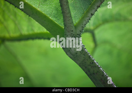 Close-up di una foglia Gunnera Foto Stock