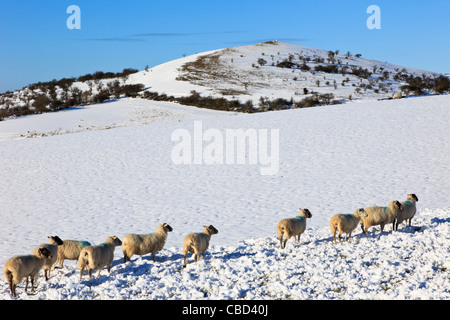 Inverno paese di scena con pecora su upland hill farm in coperta di neve campagna nel Parco Nazionale di Peak District uplands. Derbyshire England Regno Unito Gran Bretagna Foto Stock