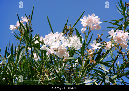 Oleandro tree (Nerium oleander), Croazia Foto Stock