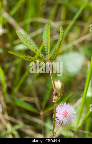 Mimosa pudica Foto Stock