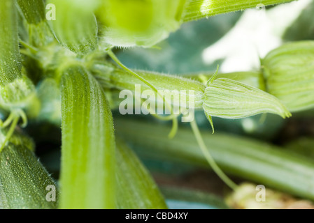 Zucchine in crescita su impianto Foto Stock