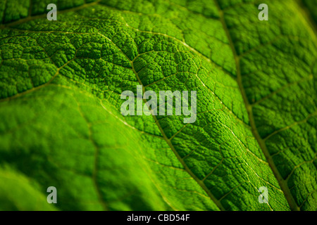 Close-up di una foglia Gunnera Foto Stock