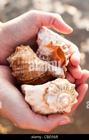 Close up della donna - conchiglie di contenimento Foto Stock