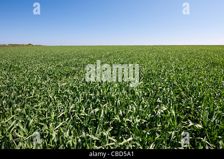 Cornfield vicino a Polperro in Cornovaglia, England, Regno Unito Foto Stock