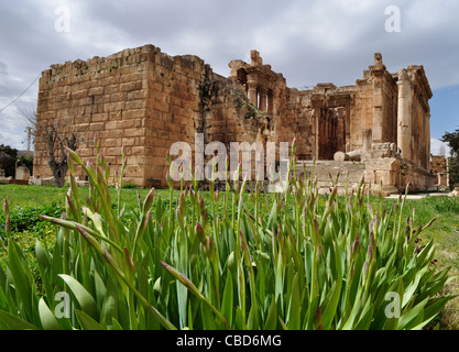 Tempio complesso a Baalbek, Libano. Più significativi e romana pre-sito romano in Medio Oriente. Sun City. Iii millennio A.C. Foto Stock