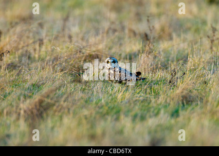 Corto-eared Owls. Asio flammeus (Titonidi) Foto Stock