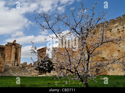 Tempio complesso a Baalbek, Libano. Più significativi e romana pre-sito romano in Medio Oriente. Sun City. Iii millennio A.C. Foto Stock