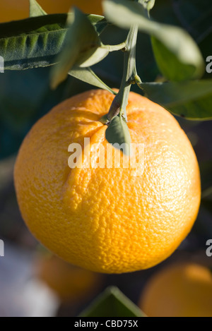 Orange crescente sul ramo Foto Stock