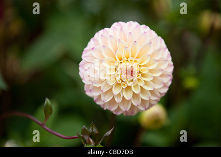 Un bianco Fiore Dahlia in Bloom, close-up Foto Stock