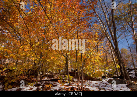 Fogliame di American Beech Fagus grandifolia, (noto anche come North American faggio) in autunno dopo la neve, nello stato di New York Foto Stock