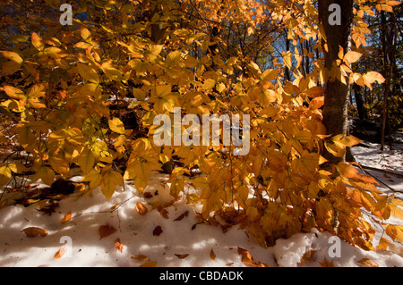 Fogliame di American Beech Fagus grandifolia, (noto anche come North American faggio) in autunno dopo la neve, nello stato di New York Foto Stock