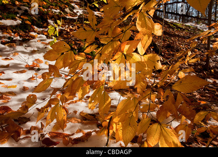 Fogliame di American Beech Fagus grandifolia, (noto anche come North American faggio) in autunno dopo la neve, nello stato di New York Foto Stock