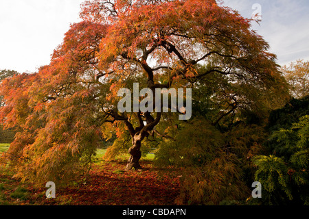 Un ornamento di acero giapponese, Acer palmatum dissectum, in autunno; New York Botanic Garden, NY, STATI UNITI D'AMERICA Foto Stock