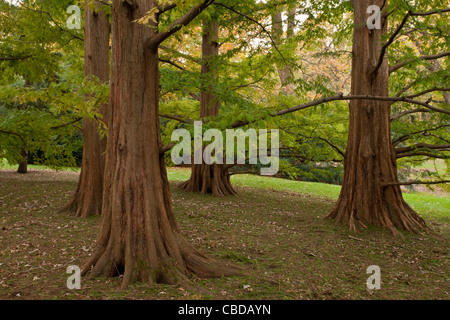 Boschetto di Dawn Redwood alberi, Metasequoia glyptostroboides. Stati Uniti d'America Foto Stock