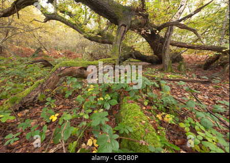 Caduto albero di quercia dall uragano 1987 Kent per cui la struttura è cresciuto dalla posizione di caduta con pavimento di bosco Piante foglie di copertura Foto Stock