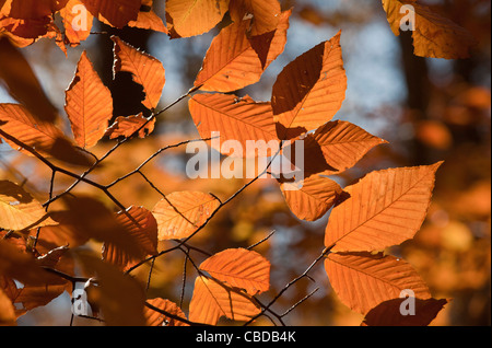 Le foglie di autunno di American Faggio Fagus grandifolia, noto anche come North American faggio. New Jersey. Foto Stock