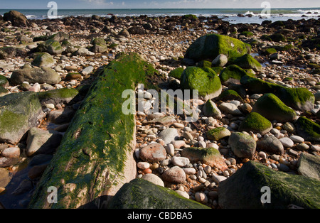 Ben conservata foresta fossile da 4000 anni fa di Atlantico cedro bianco, Chamaecyparis thyoides, Montauk Point, Long Island NY Foto Stock