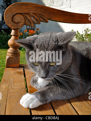Grigio maschio cat nella primavera del calore. Storybook cat. Modello cat. Capelli corti cat. Foto Stock