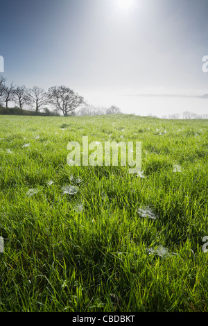 Ragnatele e rugiada sull'erba a Eastfield natura locale riserva. Alta prosciutto, Somerset, Inghilterra, Regno Unito. Foto Stock