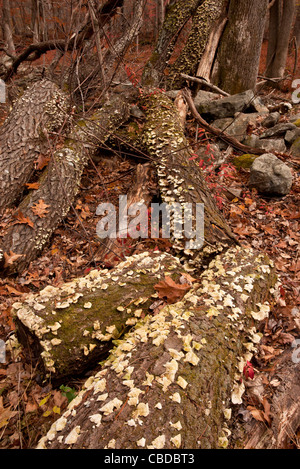 Cuore-rot o crosta funghi, Stereum sp. su log in autunno (caduta) in Ward Poundridge County Park, Salem, nello Stato di New York, Stati Uniti d'America. Foto Stock