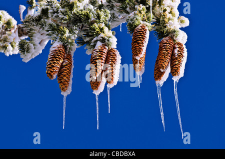 Rime di ghiaccio su pigne e rami, San Bernardino National Forest, California USA Foto Stock