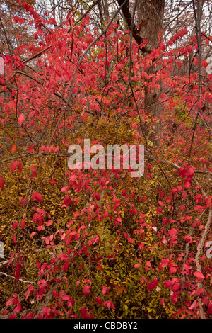 Fogliame autunnale del mandrino alato, (Euonymus Alata, Burning Bush), Euonymus alatus; un arbusto invasivo nel nord-est degli Stati Uniti. Foto Stock