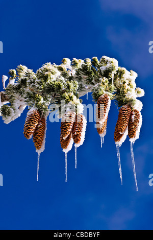 Rime di ghiaccio su pigne e rami, San Bernardino National Forest, California USA Foto Stock