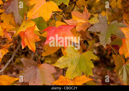 Foglie di American sweetgum, Liquidambar styraciflua, noto anche come dolce-gum, alligatore-legno, American-storax in autunno Foto Stock