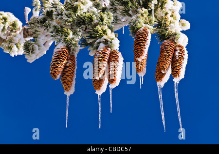 Rime di ghiaccio su pigne e rami, San Bernardino National Forest, California USA Foto Stock