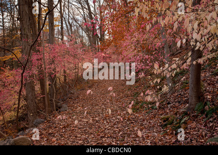 Fogliame autunnale del mandrino alato, (Euonymus Alata, Burning Bush), Euonymus alatus; Halle orrido, autunno; nello Stato di New York Foto Stock