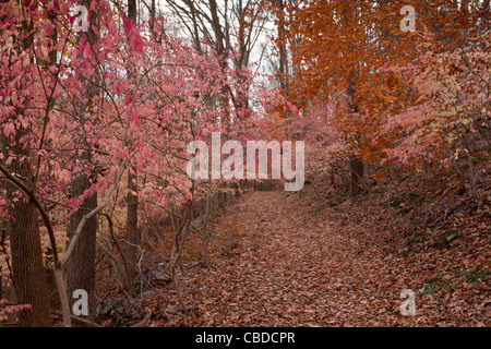 Fogliame autunnale del mandrino alato, (Euonymus Alata, Burning Bush), Euonymus alatus; Halle orrido, autunno; nello Stato di New York Foto Stock