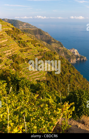 Vigneti terrazzati con Manarola in background, Volastra, provincia di La Spezia, Liguria, Italia, Europa Foto Stock