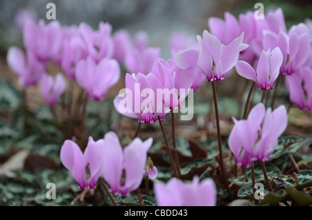 Un gruppo di wild ciclamino nella foresta Foto Stock