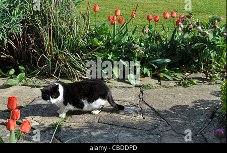 Bianco e nero gatto mascherato, Zorro una volta successiva selvatici domata, castrato homed e passeggiate tra i tulipani, macchie un nemico e si accovaccia. Foto Stock