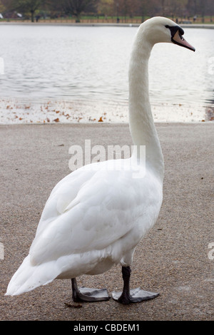 Cigni genere Cygnus in Hyde Park Londra Foto Stock