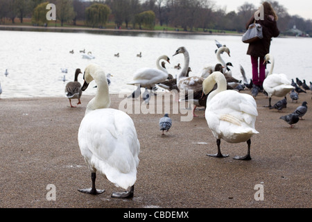 Cigni genere Cygnus in Hyde Park Londra Foto Stock