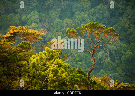 Sri Lanka Horton pianura Parco Nazionale di paesaggio Foto Stock