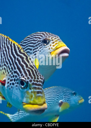 Diagonale sweetlip nastrati in Australia la Grande Barriera Corallina. Foto Stock