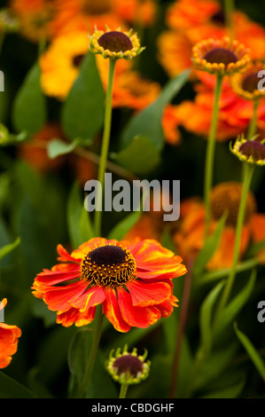 Helenium 'Sahin presto Flowerer' in fiore Foto Stock