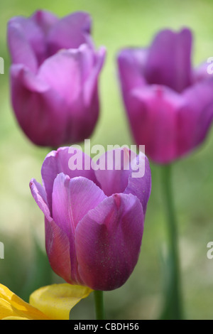 I tulipani Foto Stock