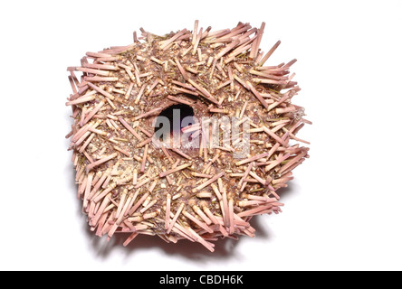 Ricci di mare scheletro. Foto Stock