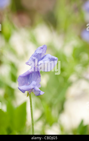 Sweet Pea Lathyrus odoratus " Flora Norton' Foto Stock