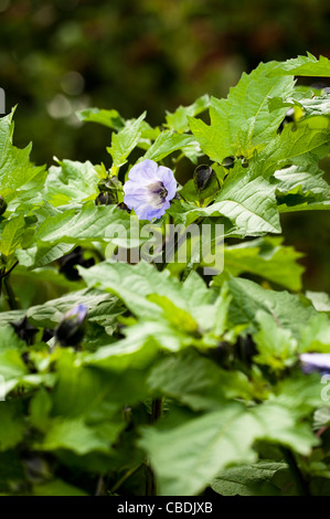 Nicandra physalodes, Shoo-Fly o Apple del Perù Foto Stock