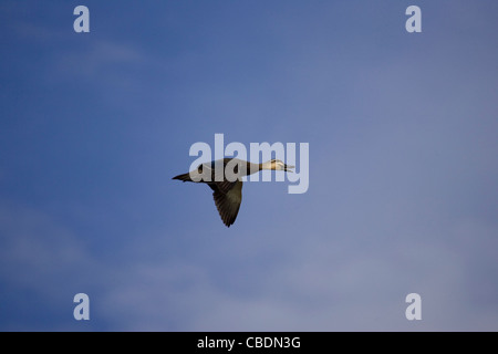 Pacific black duck ( Anas superciliosa ) chiamando in volo Foto Stock