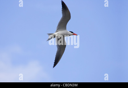 Caspian Tern (sterna caspia) battenti Foto Stock