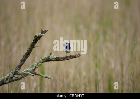 Superba fata - wren (Malurus cyaneus) cantare sul pesce persico Foto Stock