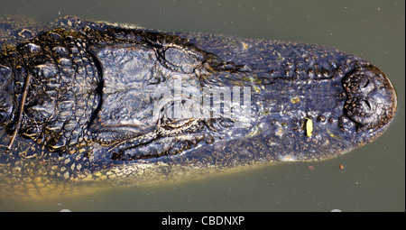 Close-up di un alligatore la testa come nuota attraverso l'acqua torbida delle Everglades, Florida. Foto Stock